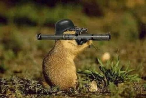 Стрельба