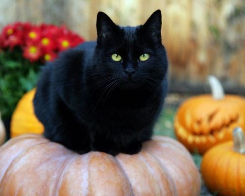 Черный кот