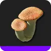 Розовый гриб х3